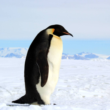 penguin